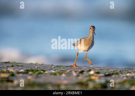 Watvögel oder Kurzvögel, der gewöhnliche Rotschaft oder Rotschaft (Tringa totanus). Abruzzen, Italien. Stockfoto