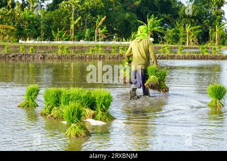 Viele Gruppen von Reissamen, die sich im Wasser oder Reisfeld befinden, Reissamen zum Anpflanzen. Feldsaat Reis wird transplantiert. Reissamen werden gelesen Stockfoto