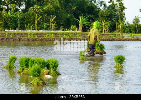 Viele Gruppen von Reissamen, die sich im Wasser oder Reisfeld befinden, Reissamen zum Anpflanzen. Feldsaat Reis wird transplantiert. Reissamen werden gelesen Stockfoto