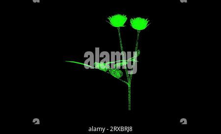 3D-Rosenstrauß auf schwarzem Hintergrund. Blumen- und Festkonzept. Doppelblume. Hintergrund für Geschäftswerbung. Für Titel, Text, Präsentation Stockfoto