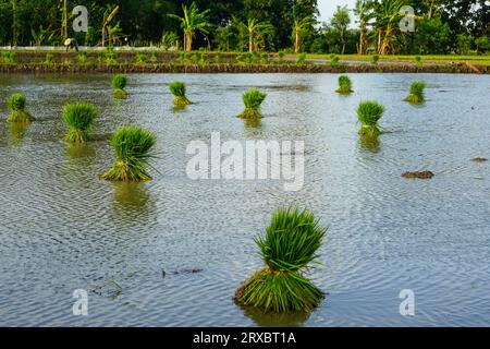 Viele Gruppen von Reissamen, die sich im Wasser oder Reisfeld befinden, Reissamen zum Anpflanzen. Feldsaat Reis wird transplantiert. Reissamen werden gelesen Stockfoto