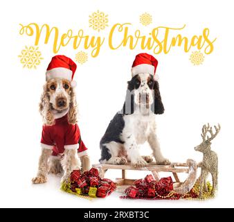 Englische Cocker Spanier vor weißem Hintergrund Stockfoto