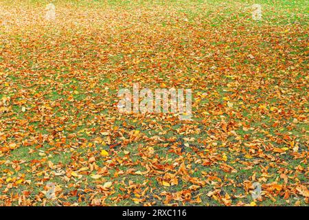 Rasen mit grünem Gras, bedeckt mit trockenen, gelblichen Herbstblättern Stockfoto