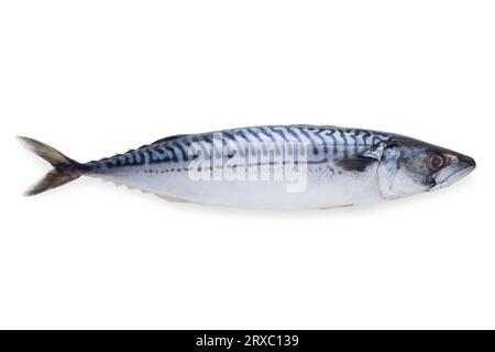 Frische gefrorene Makrele auf weißem Hintergrund isoliert Stockfoto