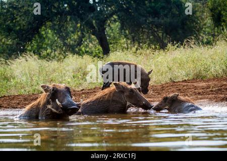 Warzenschwein im Kruger-Nationalpark, Südafrika; Specie Phacochoerus africanus Familie der Suidae Stockfoto