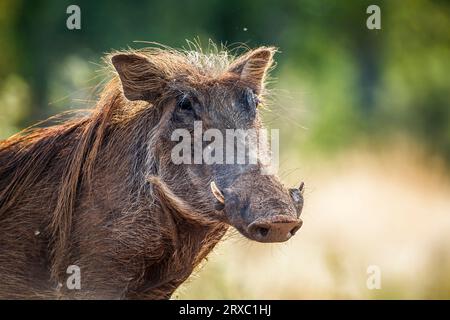 Warzenschwein im Kruger-Nationalpark, Südafrika; Specie Phacochoerus africanus Familie der Suidae Stockfoto