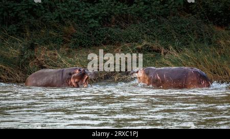 Zwei Hippopotamus-Kämpfe im Kruger-Nationalpark, Südafrika; Specie Hippopotamus amphibius-Familie der Hippopotamidae Stockfoto