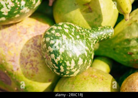 Schwanenkürbis auf dem Markt Stockfoto