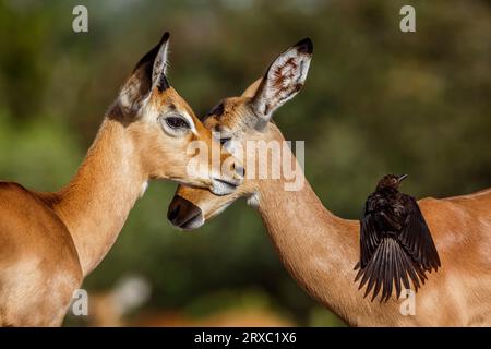 Zwei junge Common Impala Bonding und Red Billed Oxpecker im Kruger National Park, Südafrika; Specie Aepyceros melampus Familie der Bovidae und des Brocken Stockfoto