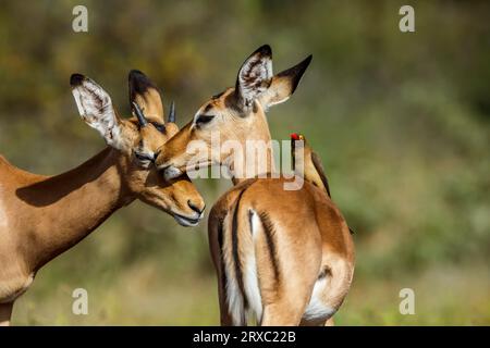 Zwei junge Common Impala Bonding und Red Billed Oxpecker im Kruger National Park, Südafrika; Specie Aepyceros melampus Familie der Bovidae und des Brocken Stockfoto