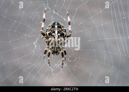 Im Garten befindet sich eine Gartenspinne, die als Araneus diadematus bekannt ist. Sie kann von einer Draufsicht im Internet aus gesehen werden. Stockfoto