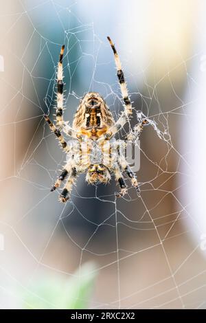 Ich sah den Bauch einer Gartenspinne Araneus diadematus, während sie auf dem Netz saß. Die Aussicht war von seinem Bauch. Stockfoto