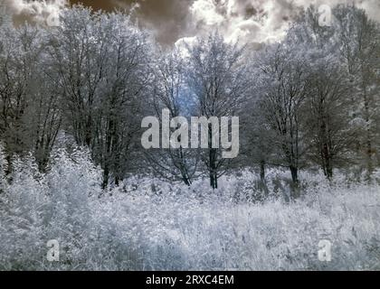 Abstrakte Landschaft mit Infrarotfilter fotografiert, Bäume sehen aus wie im Winter, schöne Cumulus Wolken, surreale Landschaft Stockfoto