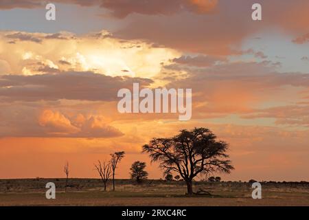 Sonnenuntergang mit silhouettierten afrikanischen Dornen und Wolken, Kalahari Wüste, Südafrika Stockfoto