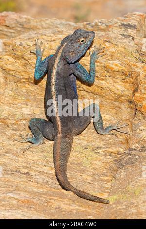 Männliches Agama (Agama atra), das auf einem Felsen sitzt, Südafrika Stockfoto