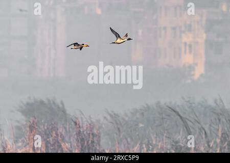 Ein Nördliches Pintail im Flug über nassem Land Stockfoto