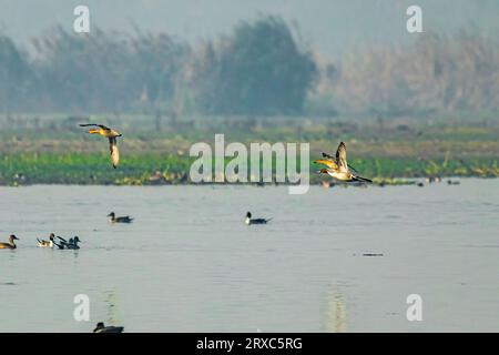 Enten im Flug über einen See Stockfoto