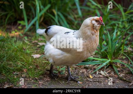 Ganzer Körper von weiß-beigen erwachsenen Hühnern auf dem Bauernhof. Hühner auf dem Land. Stockfoto