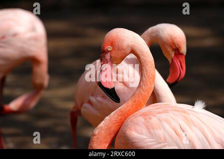 Nahaufnahme des rosafarbenen Flamingo-Wasservogels im Fluss, Hals- und Kopfdetail. Fotografie von lebendiger Natur und Tierwelt. Stockfoto