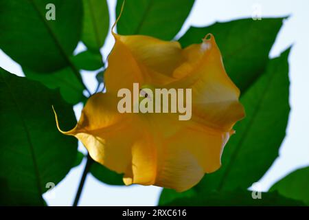 Blick auf die gelbe Trompetenblume der Brugmansia-Engel im Sommergarten. Makrofotografie lebendiger Natur. Stockfoto