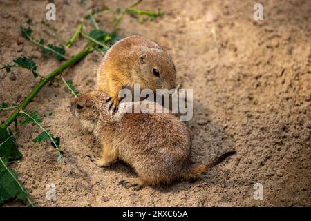 Paarung Schwarzschwanz-Präriehund. Lebendige Natur und Tierwelt. Stockfoto