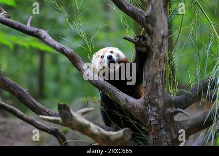 Roter Panda ailurus fulgens am Baum mit grünen Blättern Stockfoto