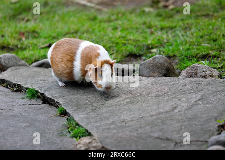 Der ganze Körper des weiß-braunen Hausschweinchenschweinchens im Sommergarten. Fotografie von Natur und Tierwelt. Stockfoto