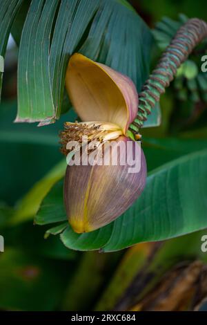 Frucht von Musa basjoo, auch bekannt als japanische Ballastbanane. Fotografie von lebendiger Natur und Tierwelt. Stockfoto