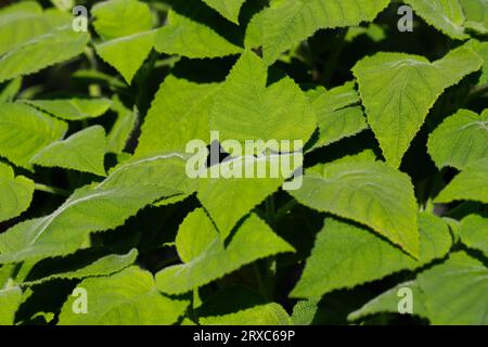 Blick auf salvia dorisiana, den nach Früchten duftenden Salbei im Gemüsegarten. Fotografie der lebendigen Natur. Stockfoto