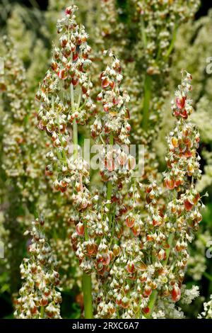 Blick auf junge Rhabarberblumen im Frühlingsgarten. Makrofotografie lebendiger Natur. Stockfoto