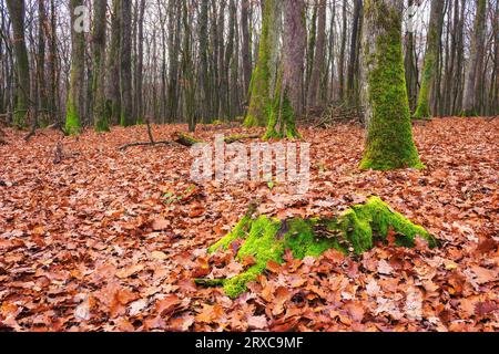 Waldnaturhintergrund. Landschaftlich reizvolle Herbstsaison. Laub in Herbstfarben. Grünes Moos auf dem Baumstamm und den Unterhosen Stockfoto