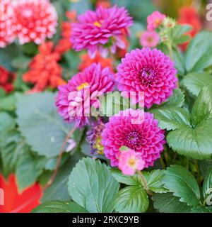 An einem sonnigen Sommertag wachsen in einem Blumenbeet wunderschöne lila Blüten Stockfoto