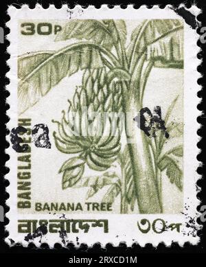 Bananenbaum auf der Briefmarke von Bangladesch Stockfoto