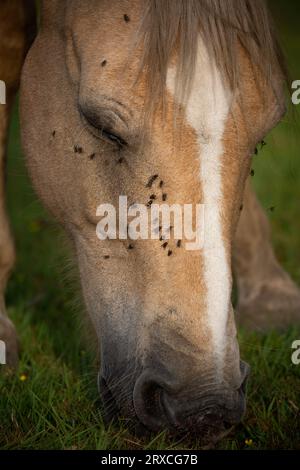 Fliegen landen und ruhen sich auf einem Pferdegesicht um die Augen aus. Stockfoto