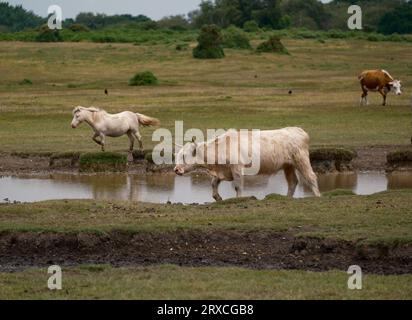 Ponys und Kühe des New Forest versammeln sich bei trockenem Wetter um eine flache Wasserstelle auf Plaitford Common, um sich zu trinken und abzukühlen. Stockfoto