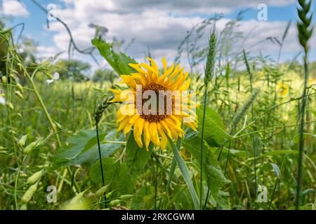 Ein Teil eines Bauernfeldes in Hampshire England wurde der Wiederbewilderung überlassen, mit Sonnenblumen und Wildblumen wachsen Stockfoto