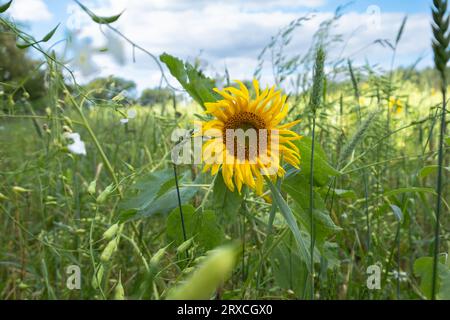 Ein Teil eines Bauernfeldes in Hampshire England wurde der Wiederbewilderung überlassen, mit Sonnenblumen und Wildblumen wachsen Stockfoto