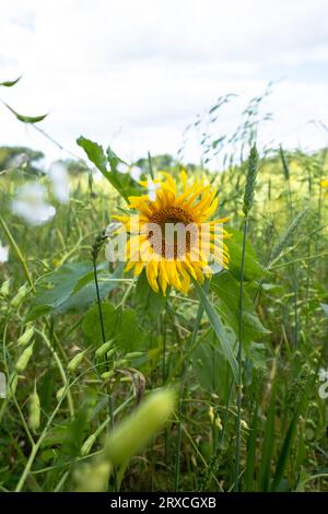 Ein Teil eines Bauernfeldes in Hampshire England wurde der Wiederbewilderung überlassen, mit Sonnenblumen und Wildblumen wachsen Stockfoto
