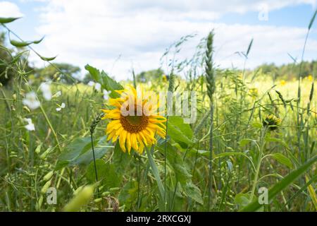 Ein Teil eines Bauernfeldes in Hampshire England wurde der Wiederbewilderung überlassen, mit Sonnenblumen und Wildblumen wachsen Stockfoto