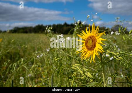 Ein Teil eines Bauernfeldes in Hampshire England wurde der Wiederbewilderung überlassen, mit Sonnenblumen und Wildblumen wachsen Stockfoto