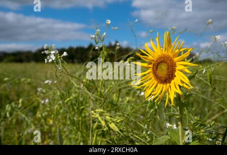 Ein Teil eines Bauernfeldes in Hampshire England wurde der Wiederbewilderung überlassen, mit Sonnenblumen und Wildblumen wachsen Stockfoto