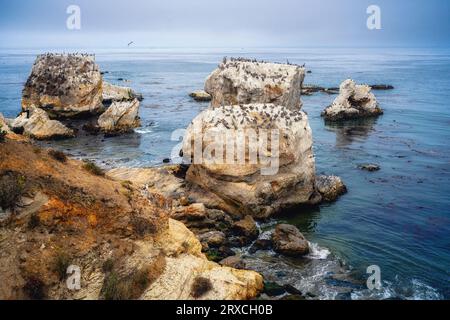 Felsige Klippen bei Ebbe, Vogelschar und dunkelblaues Meer. Bewölktes Wetter am Pismo Beach, der wunderschönen Central Coast von Kalifornien Stockfoto