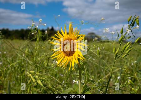 Ein Teil eines Bauernfeldes in Hampshire England wurde der Wiederbewilderung überlassen, mit Sonnenblumen und Wildblumen wachsen Stockfoto