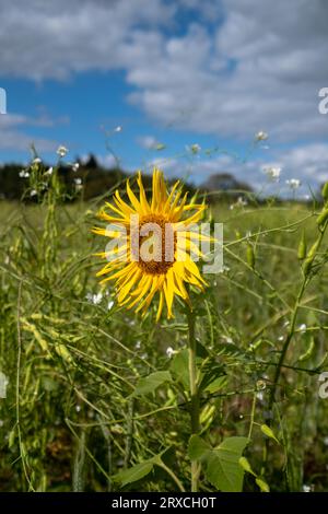 Ein Teil eines Bauernfeldes in Hampshire England wurde der Wiederbewilderung überlassen, mit Sonnenblumen und Wildblumen wachsen Stockfoto