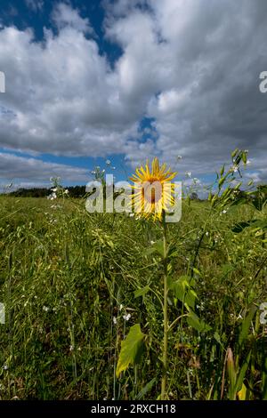 Ein Teil eines Bauernfeldes in Hampshire England wurde der Wiederbewilderung überlassen, mit Sonnenblumen und Wildblumen wachsen Stockfoto