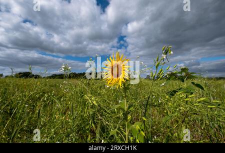 Ein Teil eines Bauernfeldes in Hampshire England wurde der Wiederbewilderung überlassen, mit Sonnenblumen und Wildblumen wachsen Stockfoto