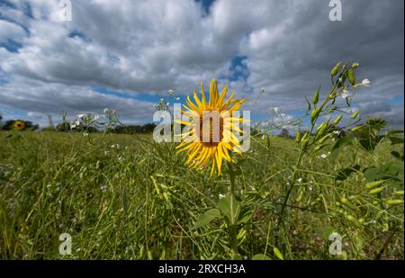 Ein Teil eines Bauernfeldes in Hampshire England wurde der Wiederbewilderung überlassen, mit Sonnenblumen und Wildblumen wachsen Stockfoto