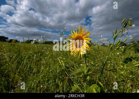 Ein Teil eines Bauernfeldes in Hampshire England wurde der Wiederbewilderung überlassen, mit Sonnenblumen und Wildblumen wachsen Stockfoto