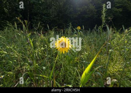 Ein Teil eines Bauernfeldes in Hampshire England wurde der Wiederbewilderung überlassen, mit Sonnenblumen und Wildblumen wachsen Stockfoto
