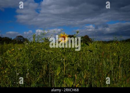 Ein Teil eines Bauernfeldes in Hampshire England wurde der Wiederbewilderung überlassen, mit Sonnenblumen und Wildblumen wachsen Stockfoto